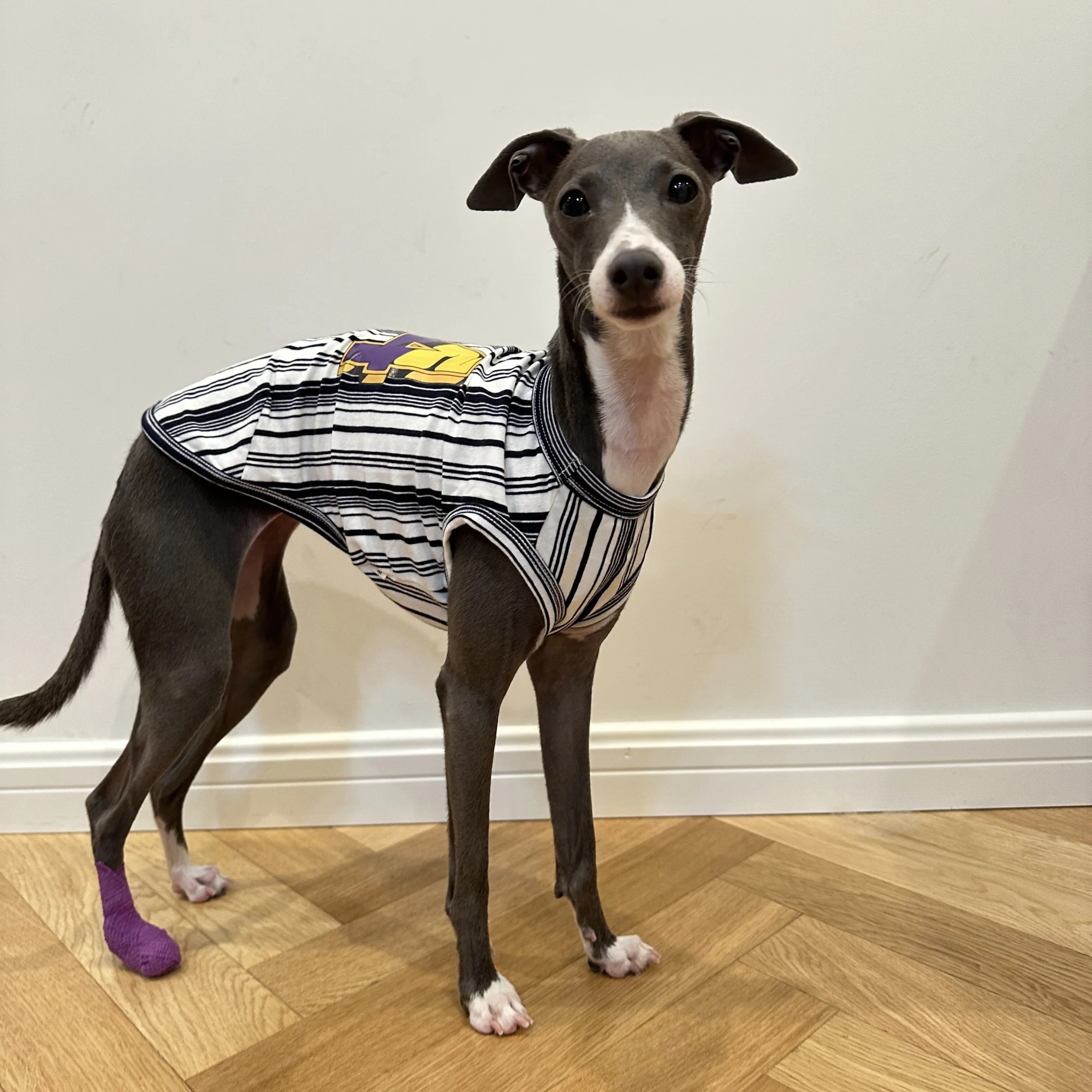 Camiseta deportiva de algodón para perros en primavera Chaleco de rayas Elestic Soft Spring para galgo italiano Ropa de estar por casa de verano para Whippet