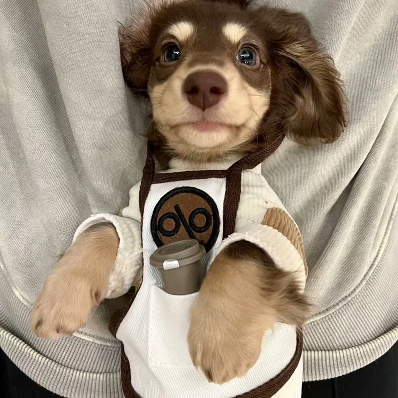 Sudadera de primavera y otoño para Dachshund y perros pequeños