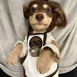 Sudadera de primavera y otoño para Dachshund y perros pequeños