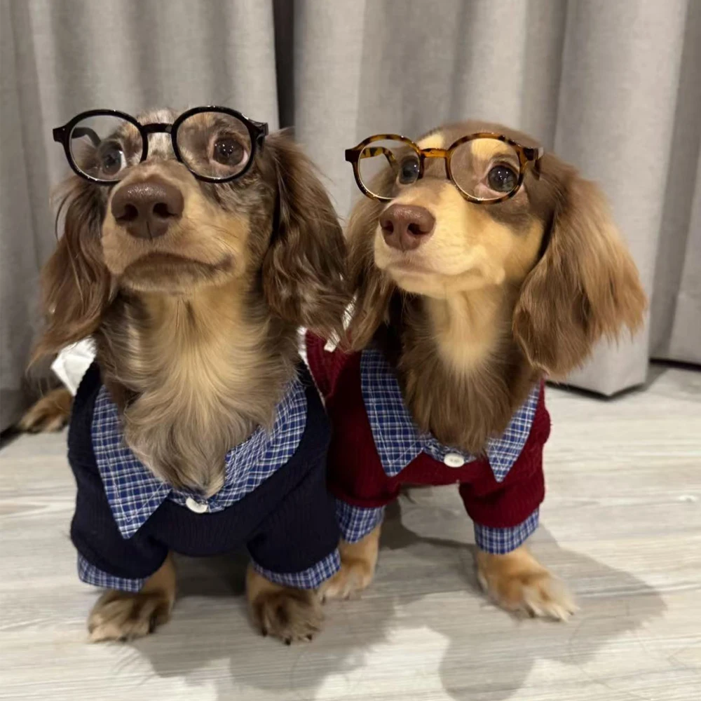 Camisa jersey caballero ropa para perro salchicha – cómodo elegante - imagen 3