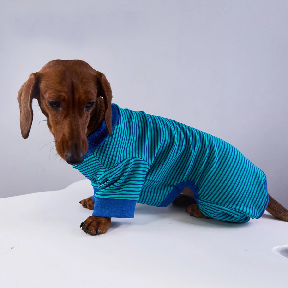 Sudadera a rayas para perro Dachshund – ropa primavera y otoño - imagen 4