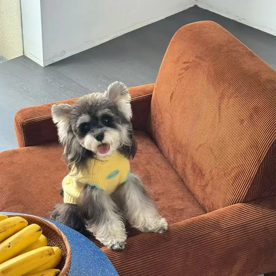 Chaleco tejido de dibujos animados de otoño e invierno, suéter bordado bonito, ropa cálida para mascotas, ropa para perros y gatos de amor para perros pequeños - imagen 3