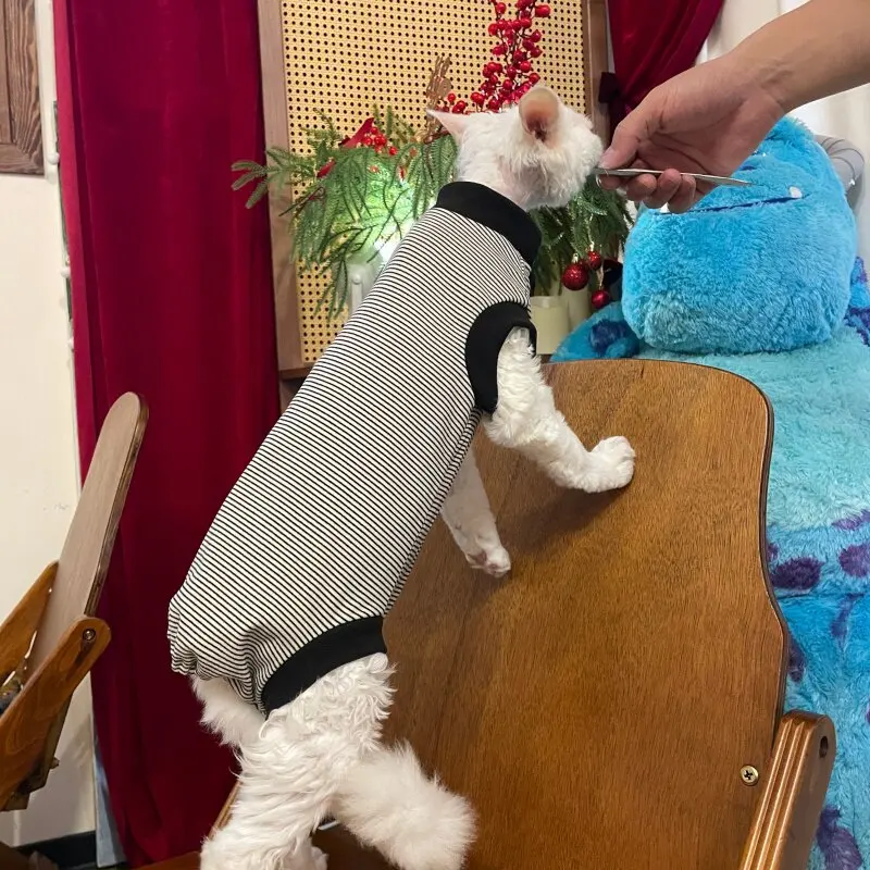 Body de punto para gatos sin pelo Sphynx y Devon Rex – Protección abdominal - imagen 2