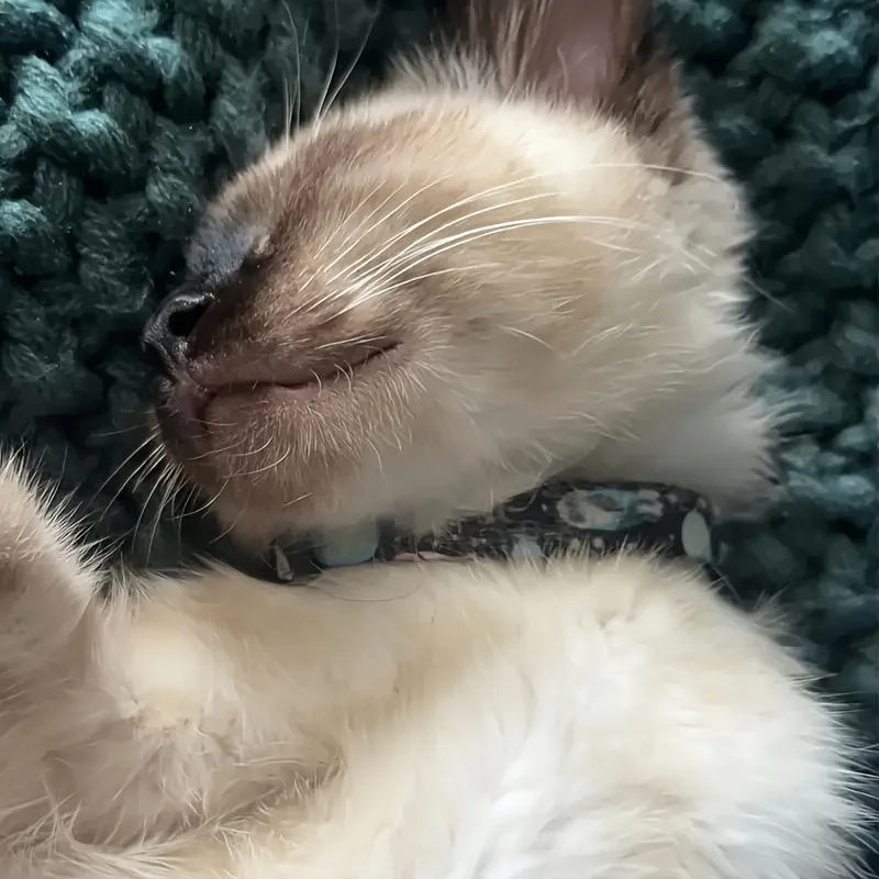 Collar ajustable personalizado con diseño de planeta espacial para mascotas, hebilla de seguridad de nailon para gatos, perros pequeños, etiqueta de identificación grabada, nombre, dirección telefónica - imagen 4