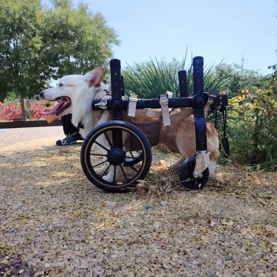Silla de ruedas para perros con patas traseras paralizadas - 4 ruedas - imagen 3