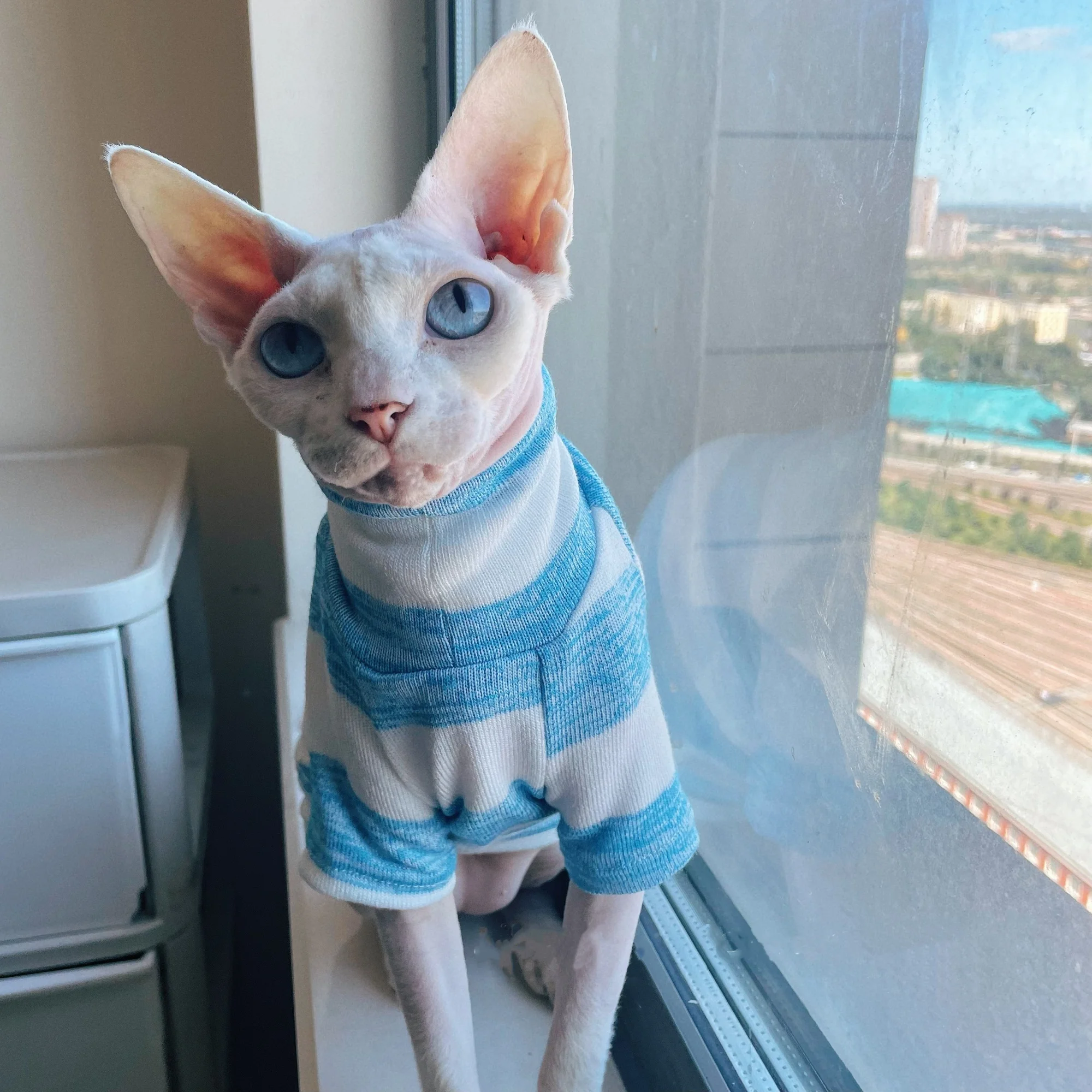 Camiseta de algodón de punto a rayas azules para gato Sphynx en otoño, camiseta interior elástica suave de cuello alto para Devon Rex en invierno - imagen 5