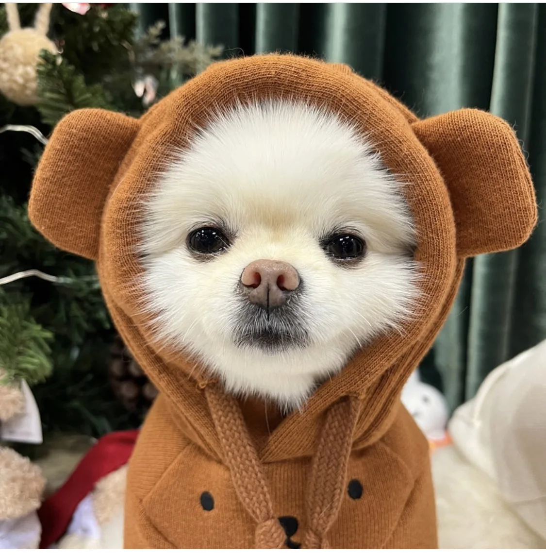 Bear ear Hoodie