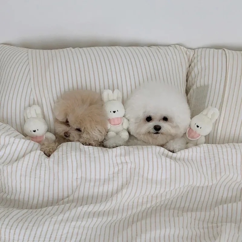 Conejo de juguete para perros, conejito, ardilla, acompañamiento para dormir, bonito juguete para mascotas, sonido divertido, cepillo de dientes, juguete para gatos, accesorios para perros de peluche - imagen 2