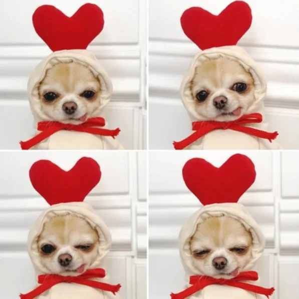 Fruta convertida perro gato pequeño perro mediano otoño e invierno suéter ropa de lana suministros mascota Teddy sudaderas con capucha productos para mascotas - imagen 4