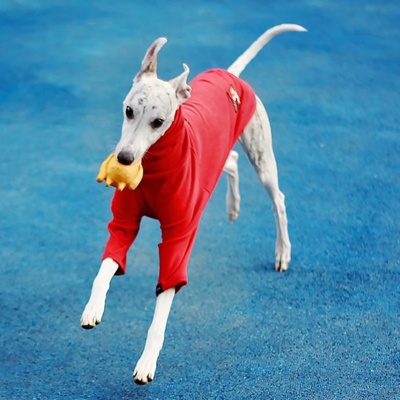 Camiseta roja de primavera y otoño para galgo italiano, abrigo suave de moda navideña de 2 patas para ropa de perro Whipbit, ropa de descanso de cuello alto - imagen 4