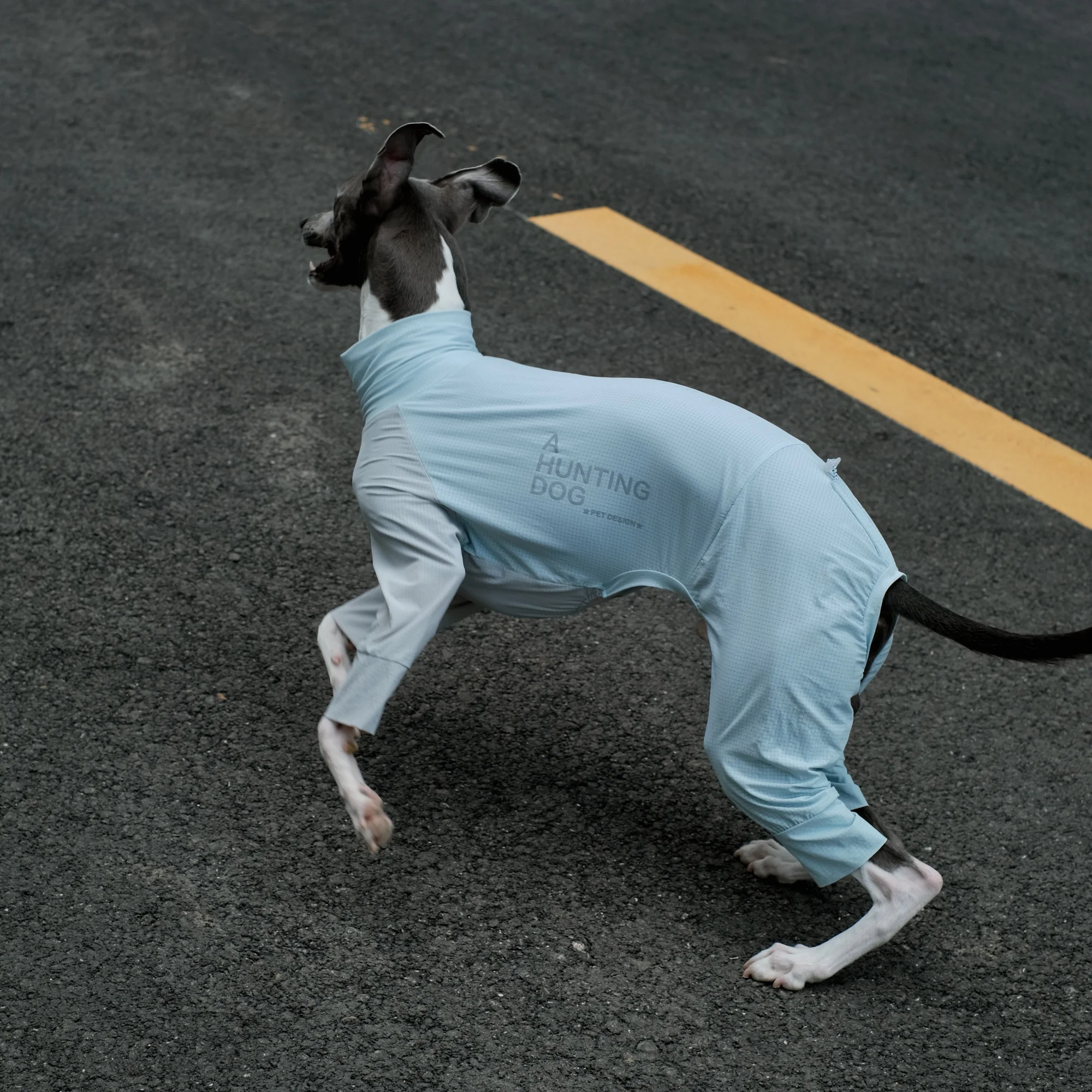 Camiseta azul ajustable con espalda fresca ligera para whippet Abrigo transpirable de secado rápido resistente a los insectos de verano para galgo italiano Mono de exterior para perros en primavera