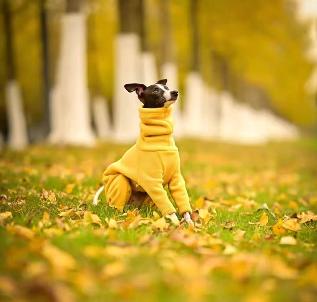 Mono polar de primavera e invierno para galgo italiano, abrigo amarillo suave de 4 patas con cuello alto a la moda para proveedor de mascotas Whippet