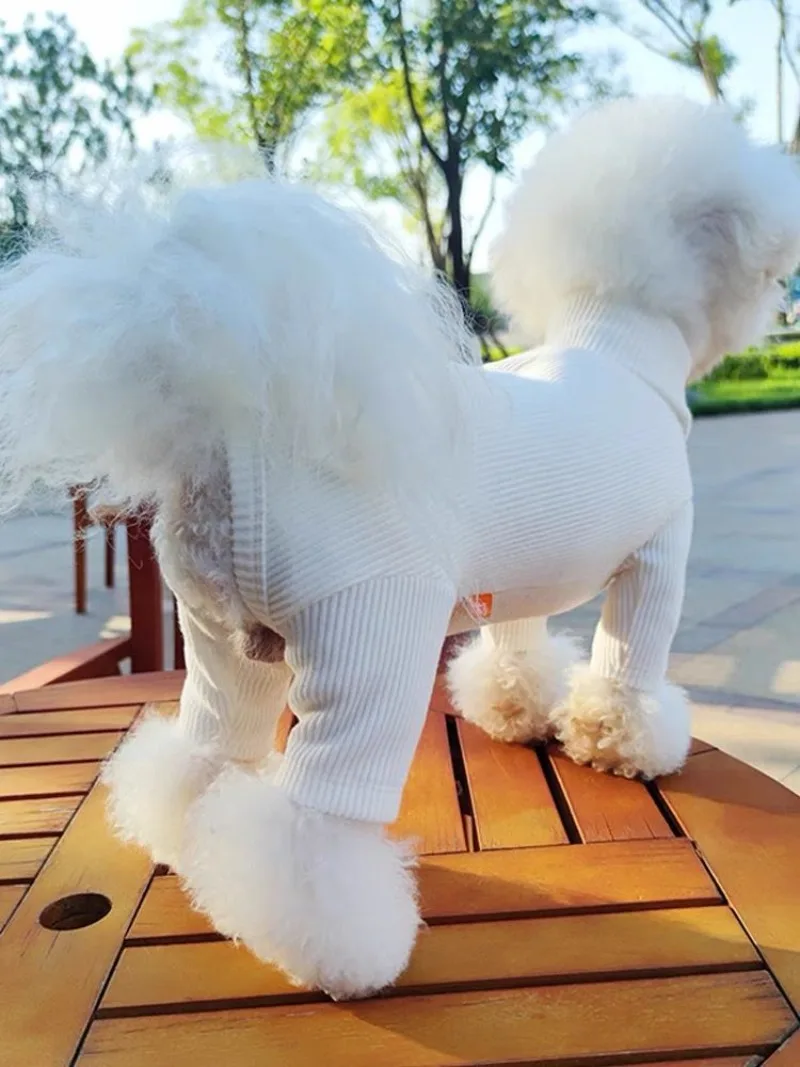 Mascota con prendas de invierno