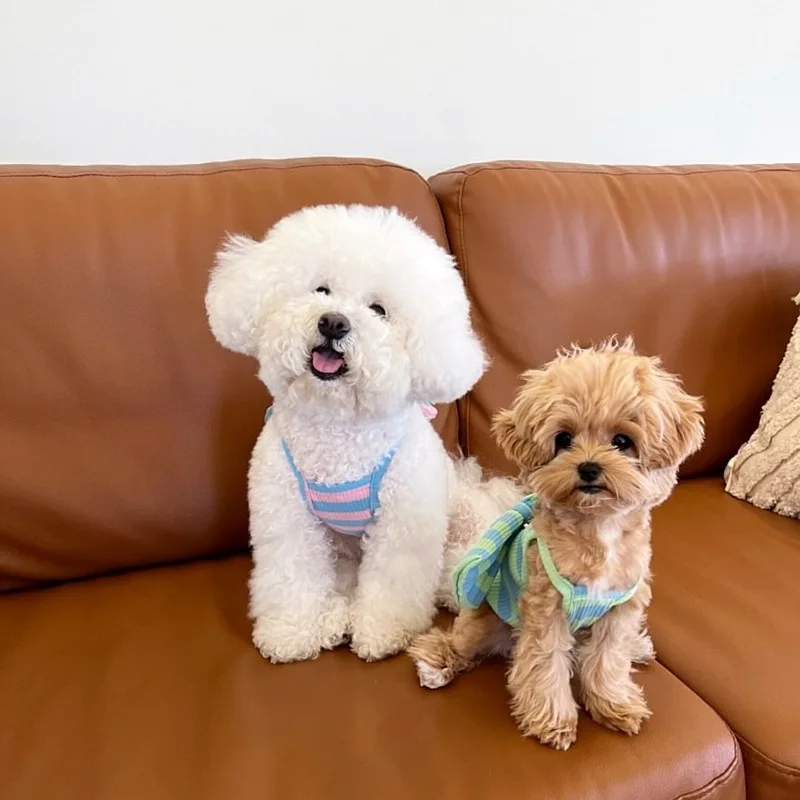 Camiseta sin mangas a rayas para mascotas, camiseta sin mangas fina con lazo grande para gato Yorkshire, ropa fresca para cachorros y perros pequeños, primavera/verano - imagen 3