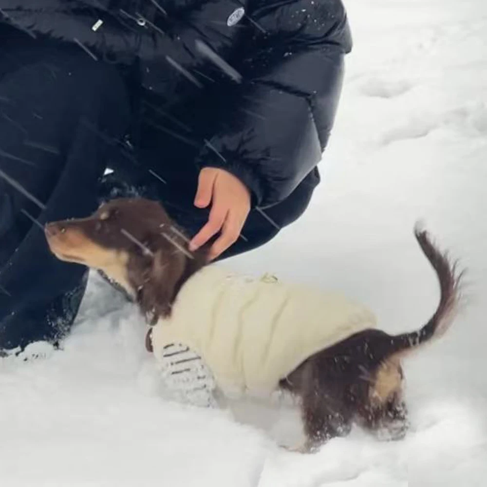 Chaqueta gruesa de lana Beige para perros Wiener, chaleco cálido de invierno para perros salchicha, ropa de descanso suave para perros salchichas de medios pequeños - imagen 4