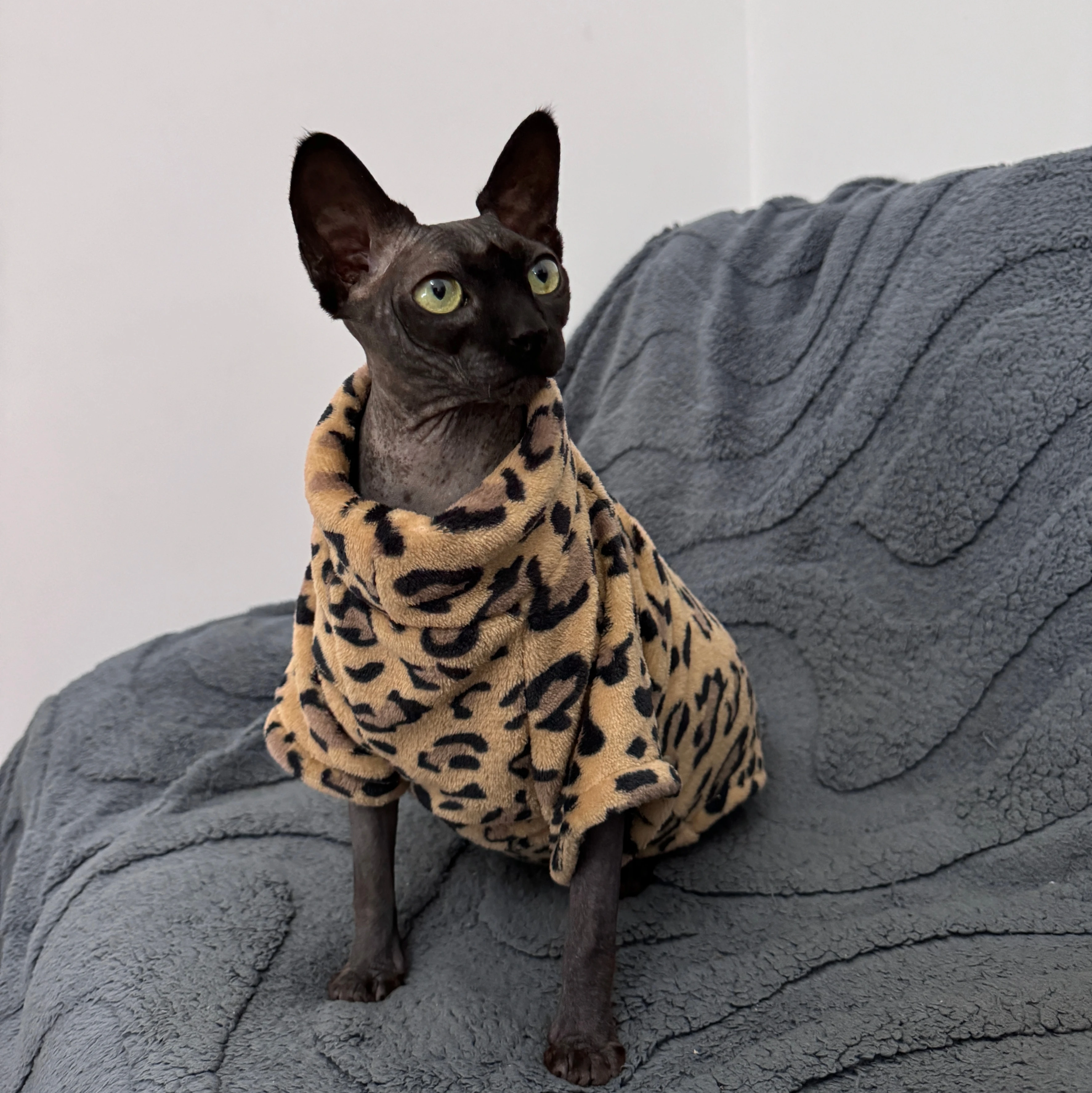Ropa de gato moda invierno suave cálido para Sphynx ropa de gato comodidad gruesa sin pelo gato gatito trajes ropa - imagen 3