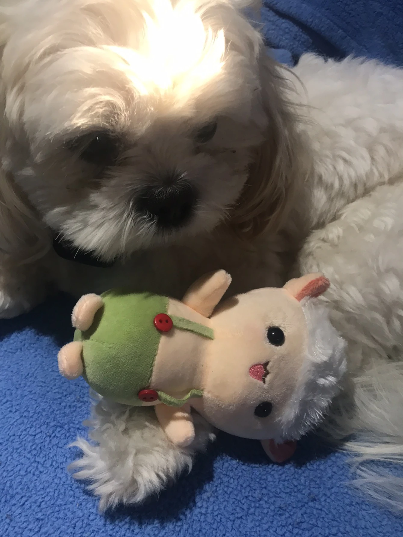 Juguete de peluche oveja resistente, lavable perros pequeños y gatos - imagen 3
