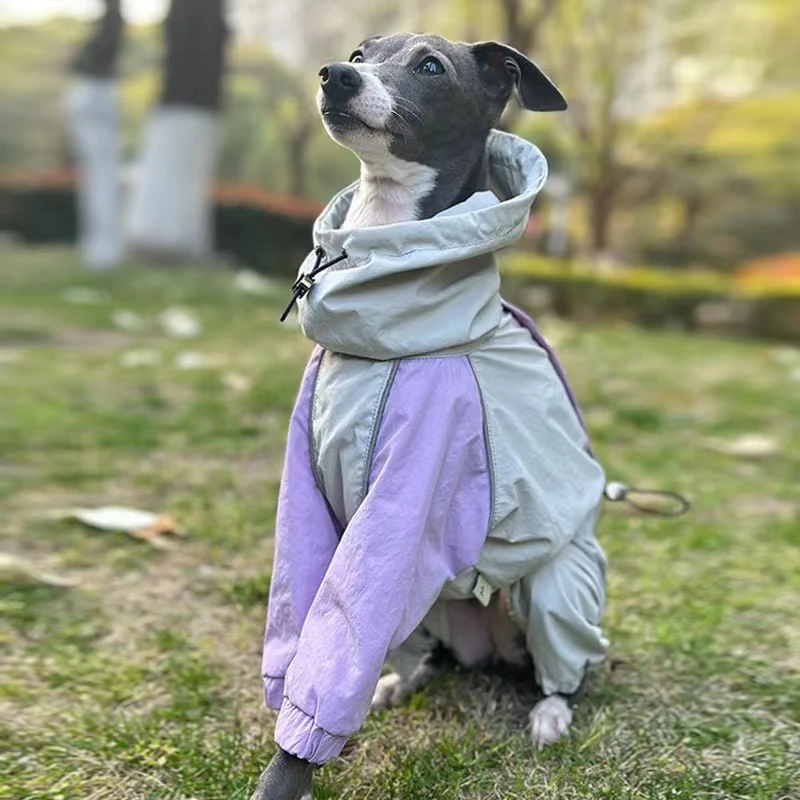 Chubasquero Whippet Galgo Italiano |   Ropa Iggy ligera |   Chaqueta colorida impermeable, impermeable y resistente al viento en - imagen 2