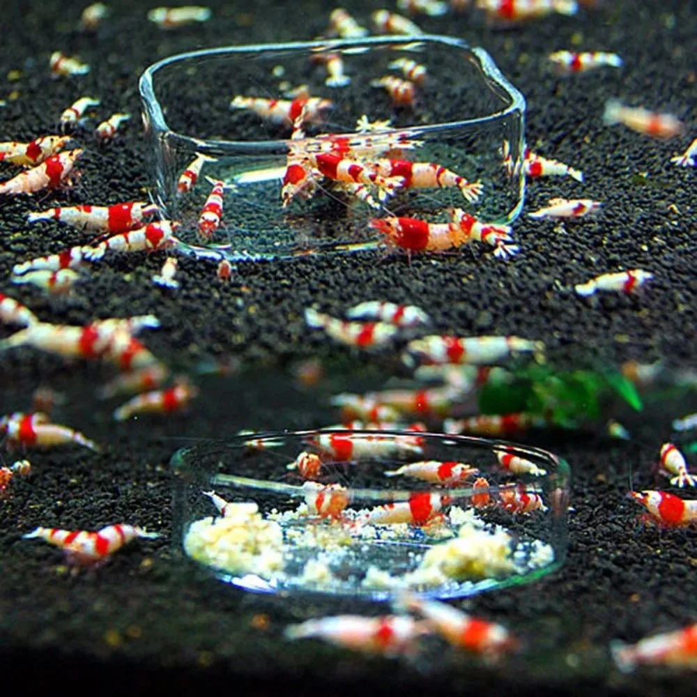 Alimentador de acuario acrílico transparente, alimentador de fondo flotante, platos redondos para peces, caja de comida para camarones, accesorios de alimentación para peces y camarones - imagen 5