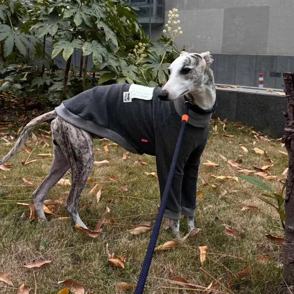 Camiseta gris de algodon cuello alto para perros galgo y Whippet - imagen 2