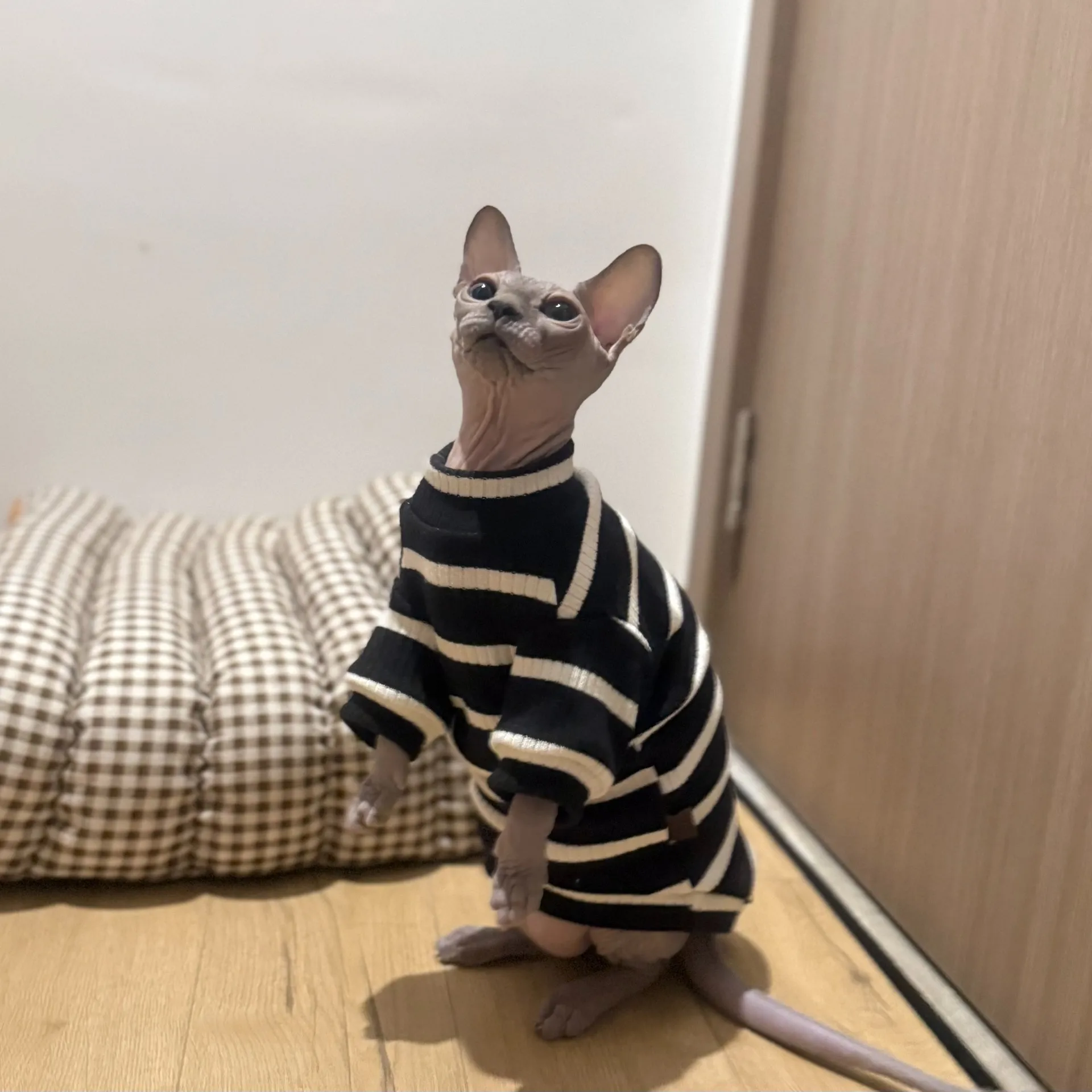 Camiseta de algodón con tiras negras para gato sin pelo, camiseta interior de primavera e invierno para gato Sphynx, pijamas suaves de manga larga para Devon Rex - imagen 3