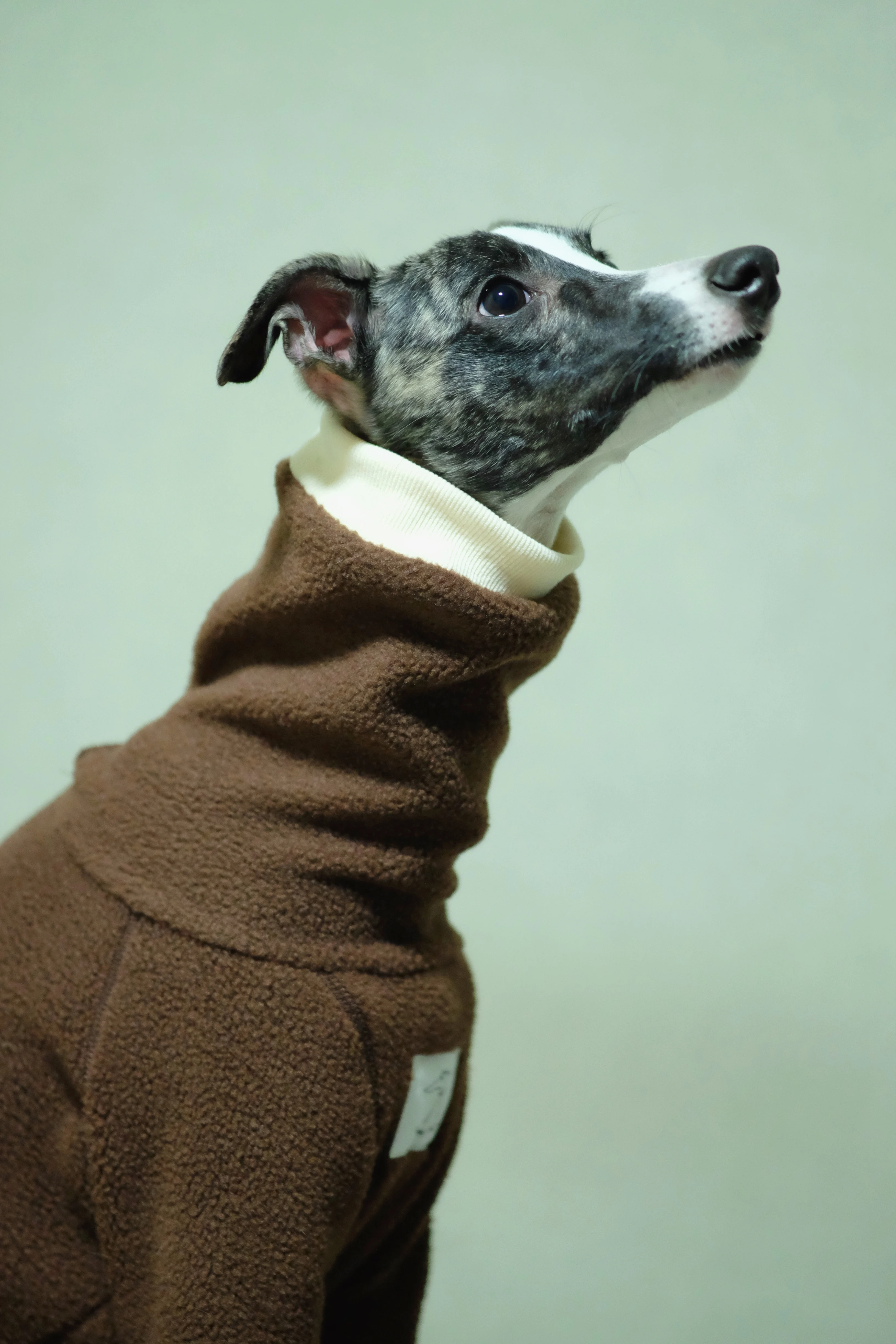 Ropa de invierno galgo italiano mono whippet/ropa para perros/Grishound Jammies/sudadera whippet - imagen 4