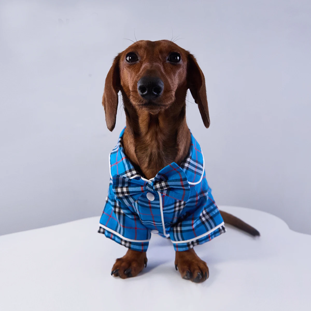Pijama de cuadros azules para perro teckel – Abrigo invernal suave