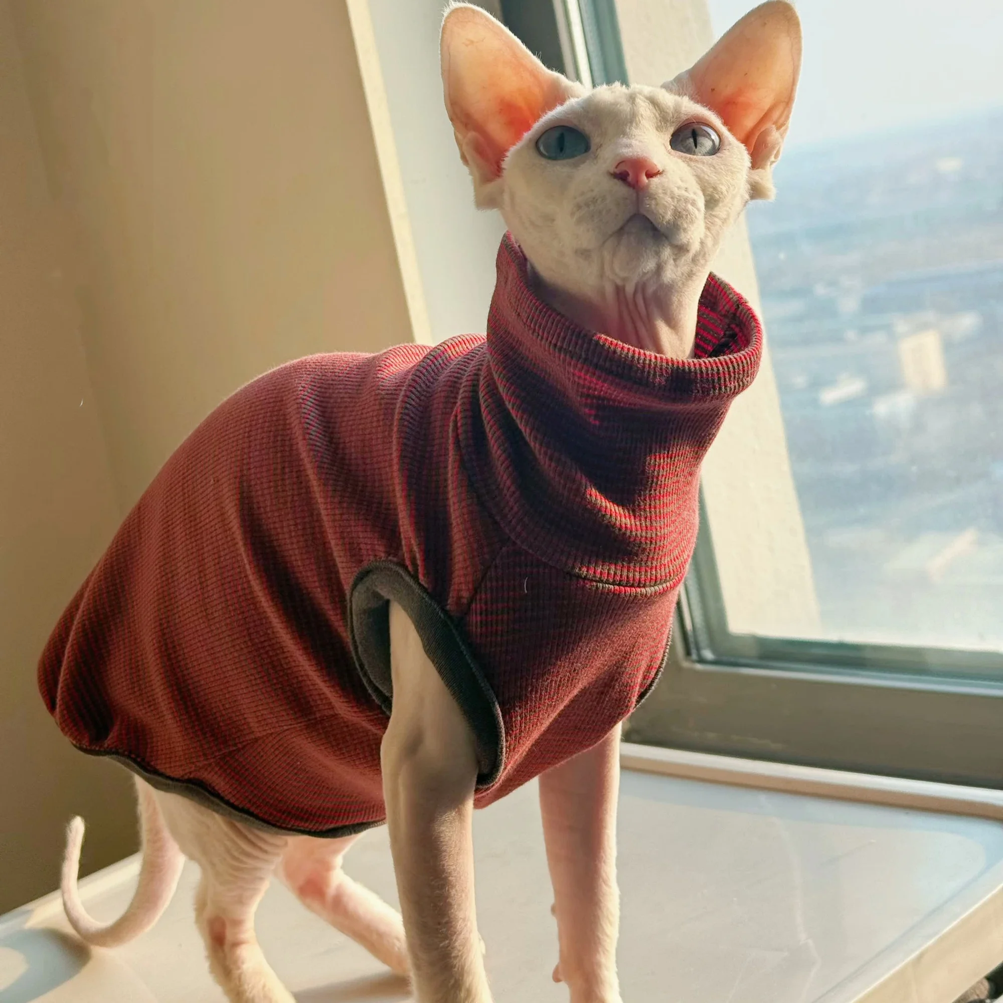 Camiseta suave de cuello alto para gatos sin pelo - Rojo verano - imagen 3