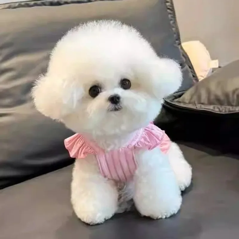 Vestido de falda de princesa para mascotas, ropa fina de verano para perros, Teddy Bichon Pomeranian Schnauzer, ropa para mascotas, vestido para gatos para perros pequeños - imagen 5