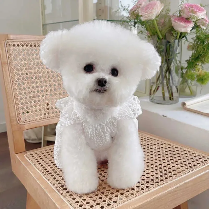 Ropa de verano para perros de encaje a la moda Ins, vestido de novia con lazo, vestido de encaje, ropa para perros Bichon de peluche, vestido hawaiano para perros, ropa bonita para cachorros - imagen 3