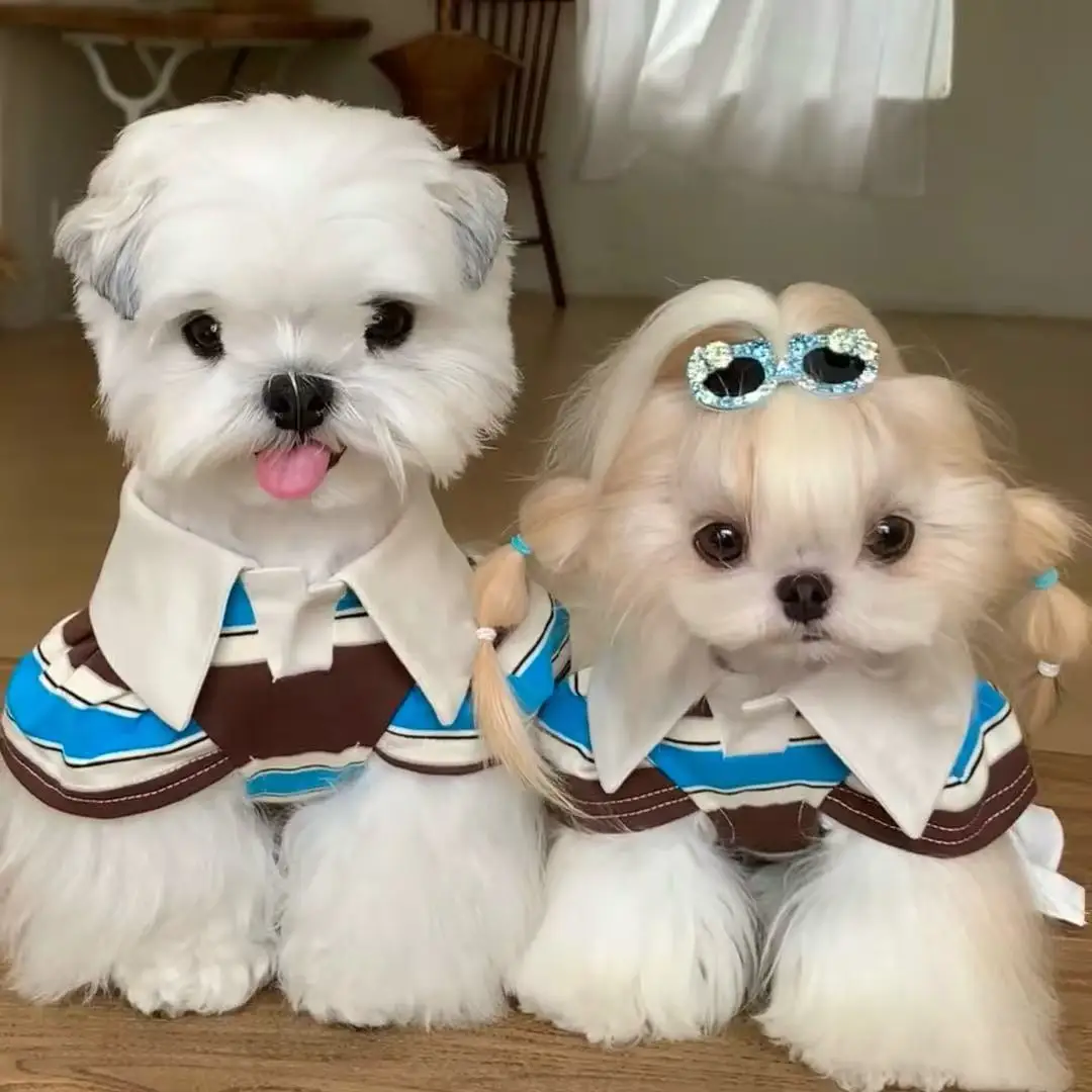 Jersey con capucha a rayas para perros pequeños Schnauzer – Otoño Invierno - imagen 3