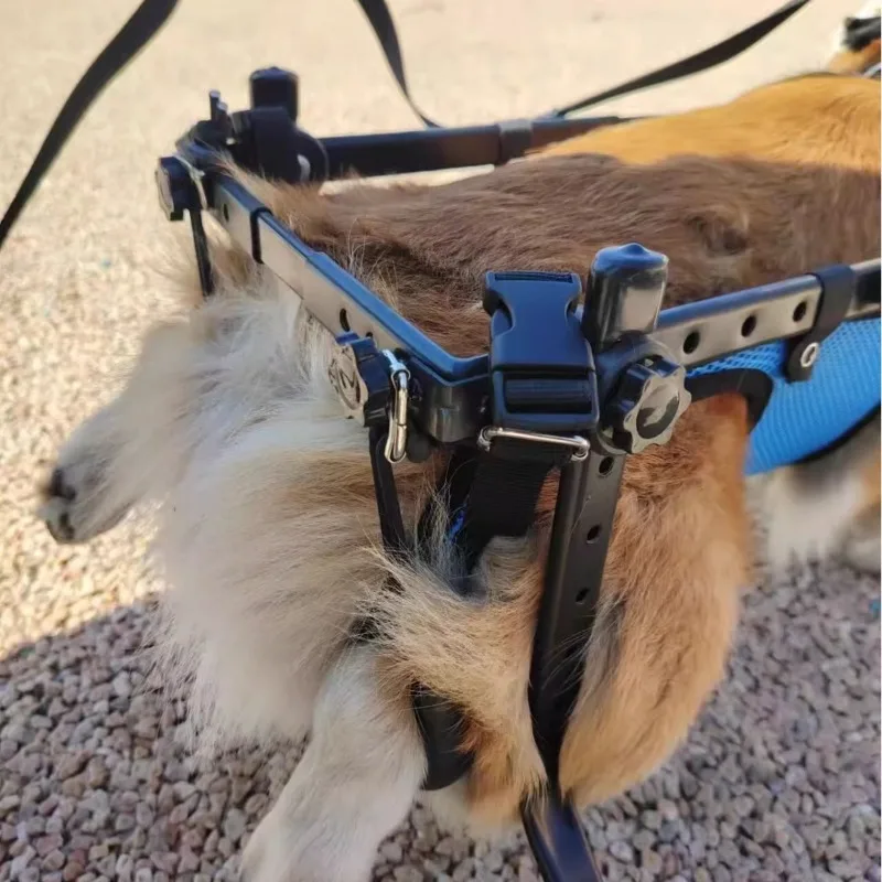 Carrito ortopédico de movilidad para perros y gatos con parálisis - imagen 3