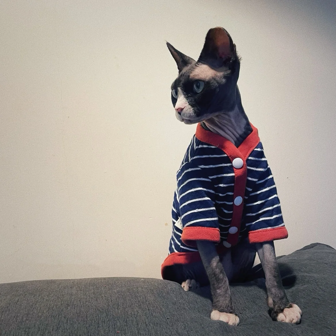 Sphynx Cat Chaqueta de algodón a rayas en invierno Cálido abrigo de manga larga para gato macho Cárdigan de primavera otoño Ropa de estar por casa para gatitos - imagen 4