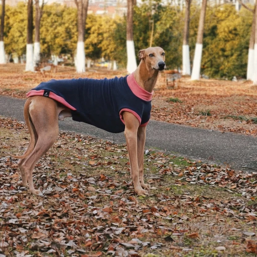 Camiseta azul perros Galgo Español y Whippet – Suave primavera otoño - imagen 2