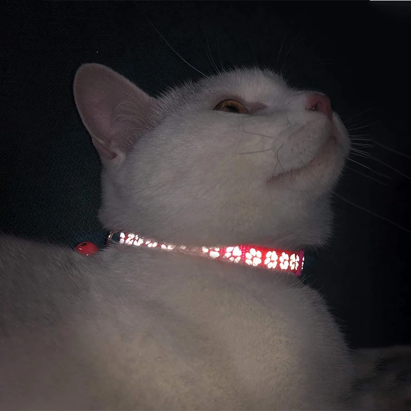 Gatito jugando mientras lleva un collar reflectante con campana
