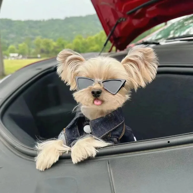 Moda Ins mascota vaquero mascota bordado abrigo ropa de invierno chaquetas con tirantes ropa para cachorros para perros pequeños ropa de diseñador para perros - imagen 4