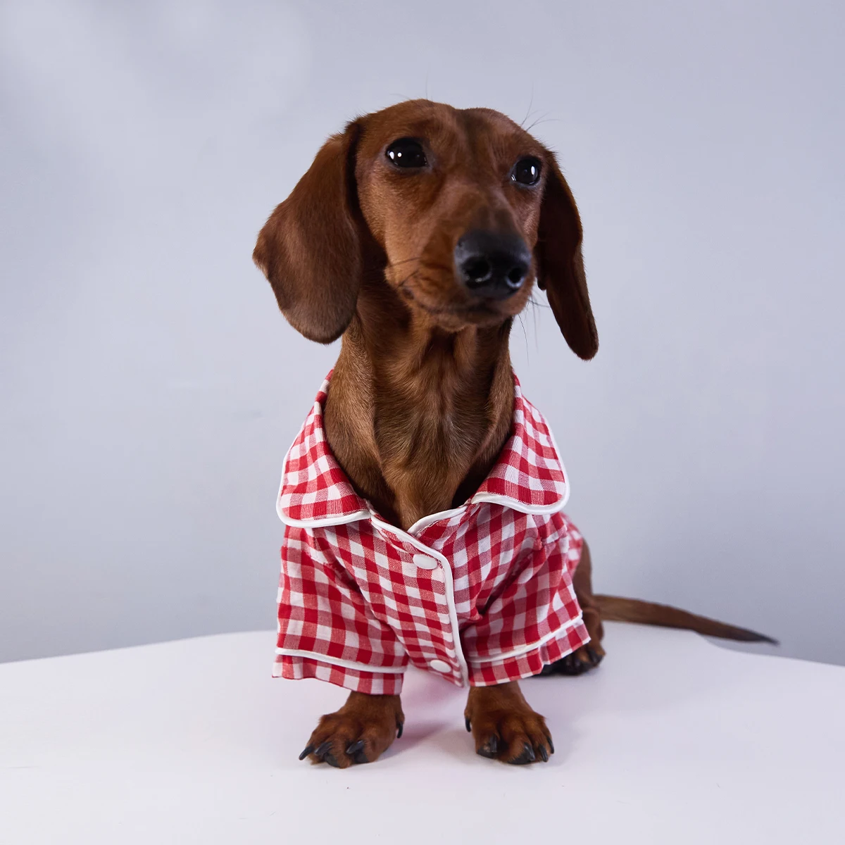 Pijama de cuadros azules para perro teckel – Abrigo invernal suave - imagen 4