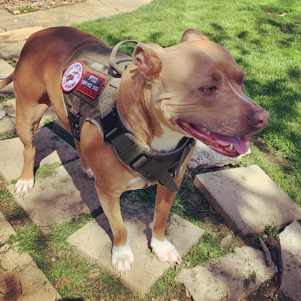 Conjunto de Collar y correa con arnés táctico para perros, chaleco para perros sin tirones de estilo militar con correa de cuello ajustable para perros medianos y grandes - imagen 5