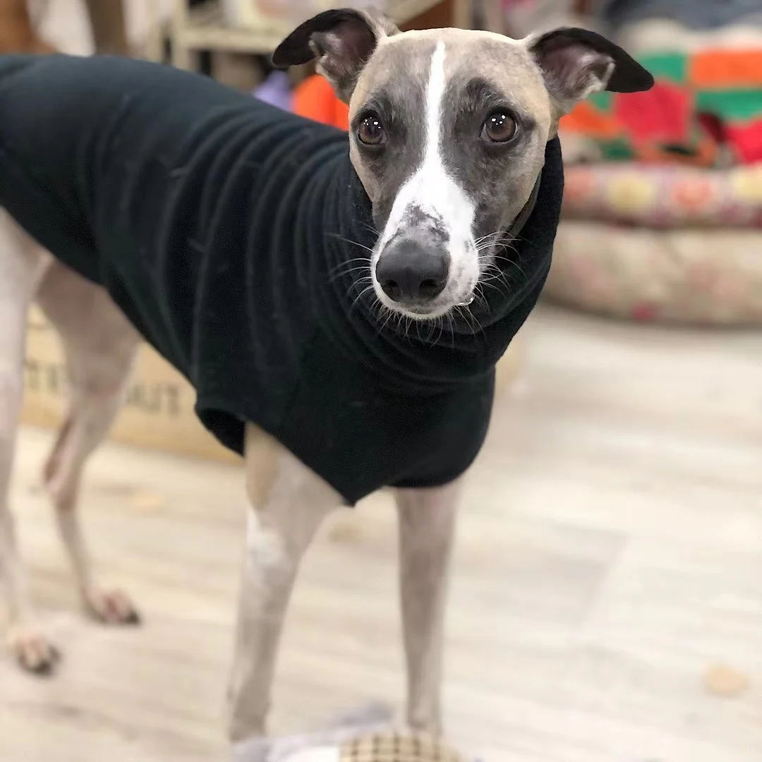 Chaleco Whippet de lana de invierno, ropa de galgo italiano, ropa de cuello alto para perros, ropa de lana suave - imagen 3