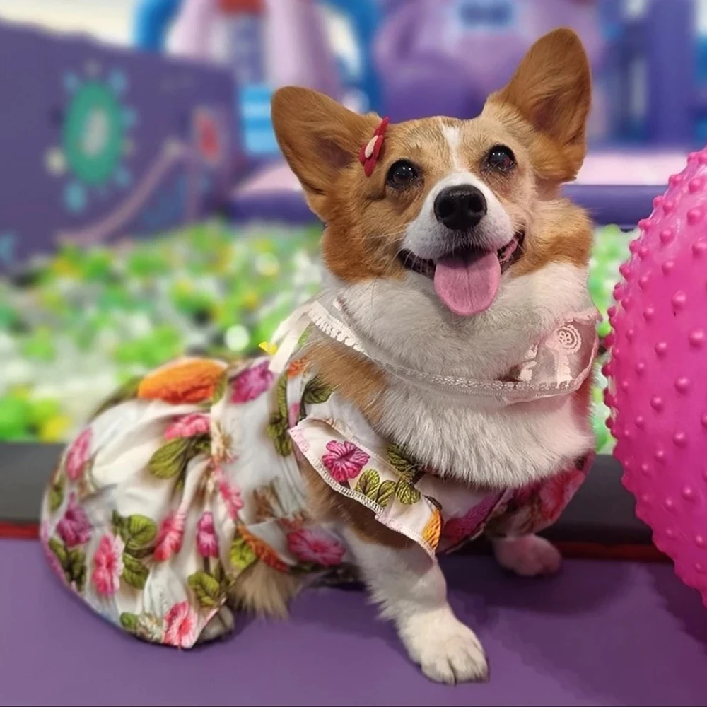 Vestido de falda con estampado 3D de verano para perros pequeños y medianos, vestidos novedosos para mascotas, ropa Corgi Shiba Inu Beagle, trajes de ropa para mascotas