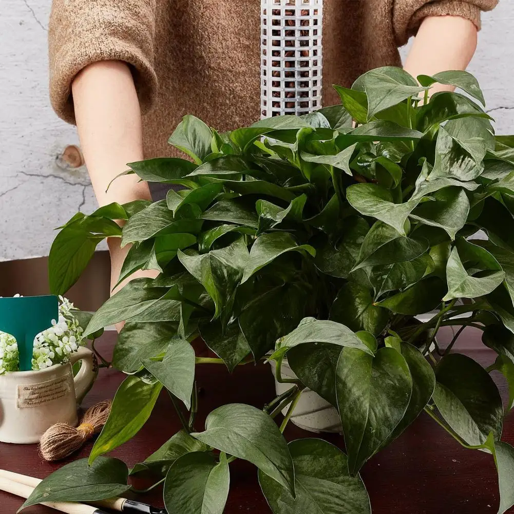 Buen marco de soporte para plantas, fácil de usar, instalación Simple, poste de musgo de larga duración, plantas en macetas, palo de soporte para escalada - imagen 3