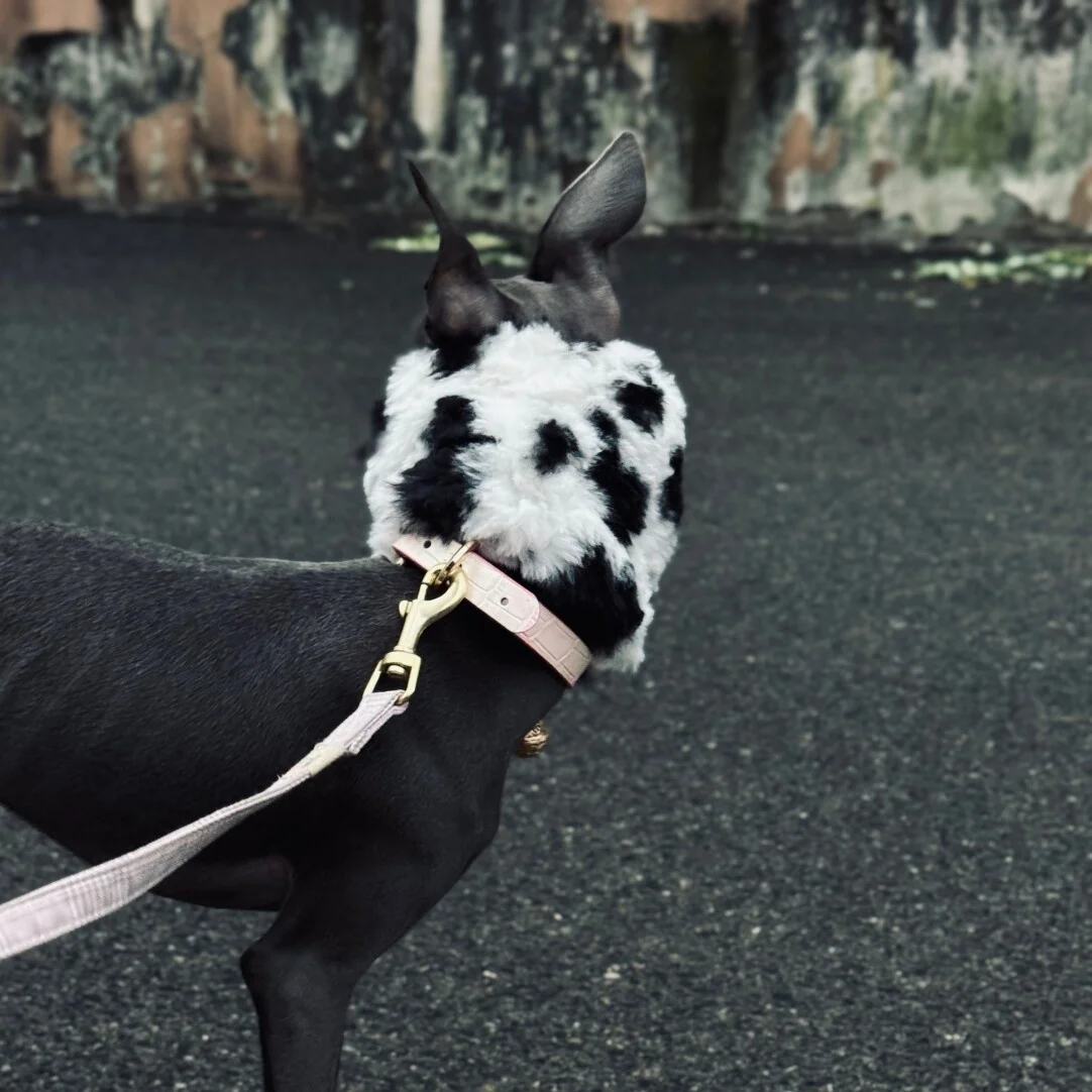 Orejeras anticongelantes cálidas para exteriores para perros en otoño invierno bufanda de lana suave y agradable para la piel en blanco y negro para galgo italiano - imagen 3