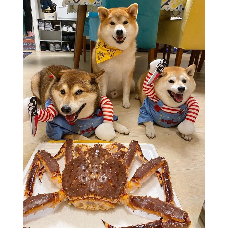 Disfraz de mensajería para mascotas: divertido disfraz de perro y gato con sombrero, ropa de cosplay de juego de rol de estilo independiente para fiestas de Halloween