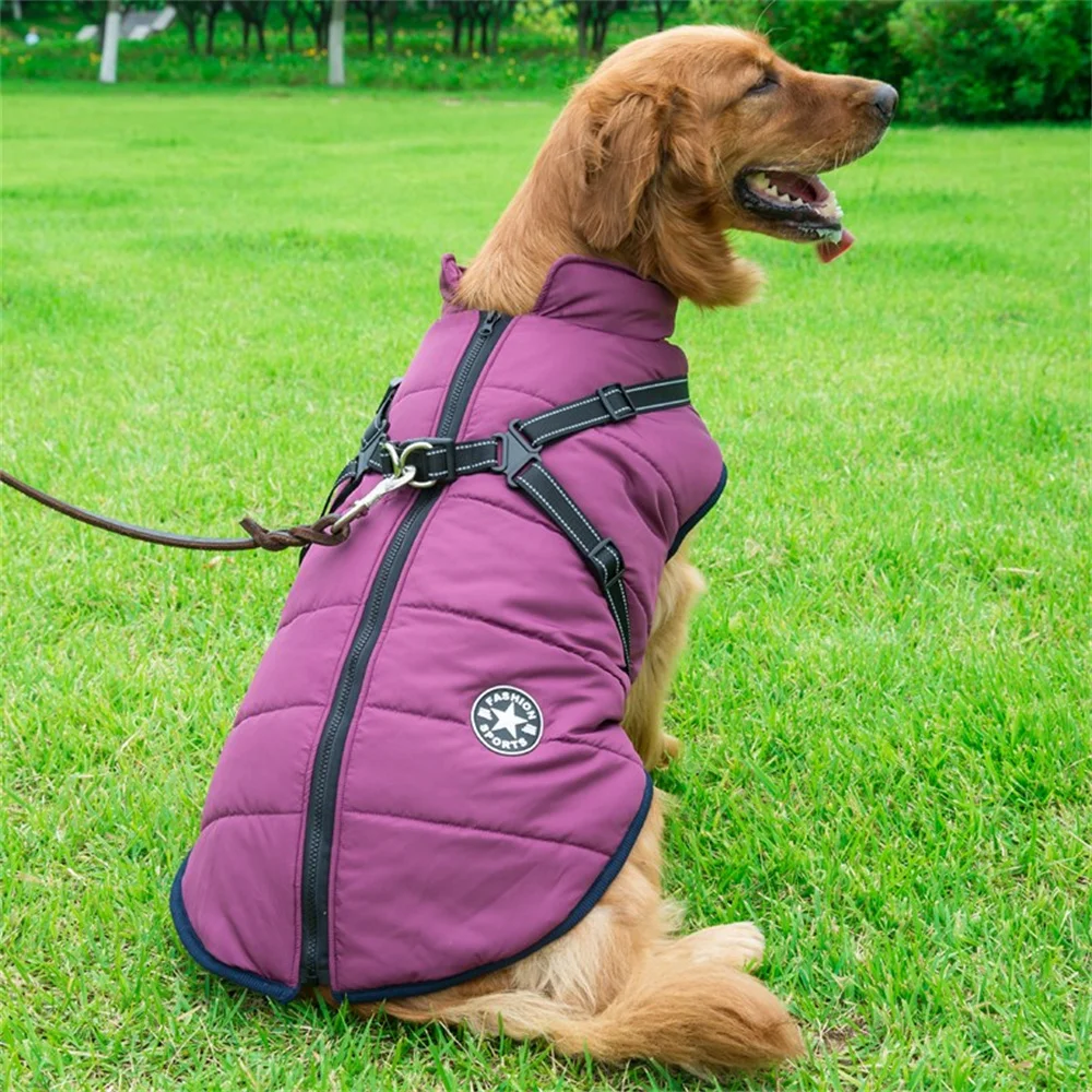 Chaqueta en Golden Retriever
