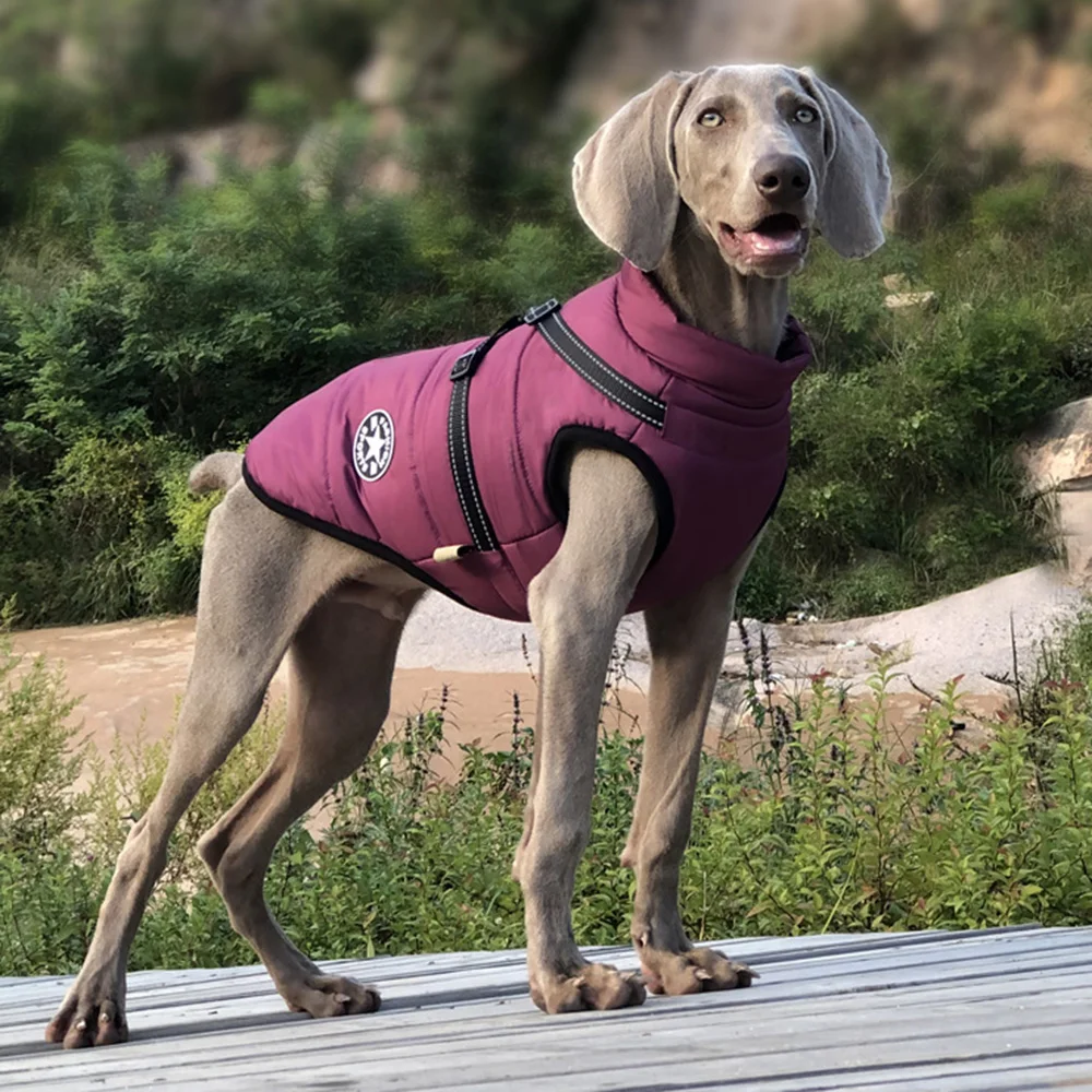 Chaqueta de invierno impermeable y reflectante para perros pequeños - imagen 4