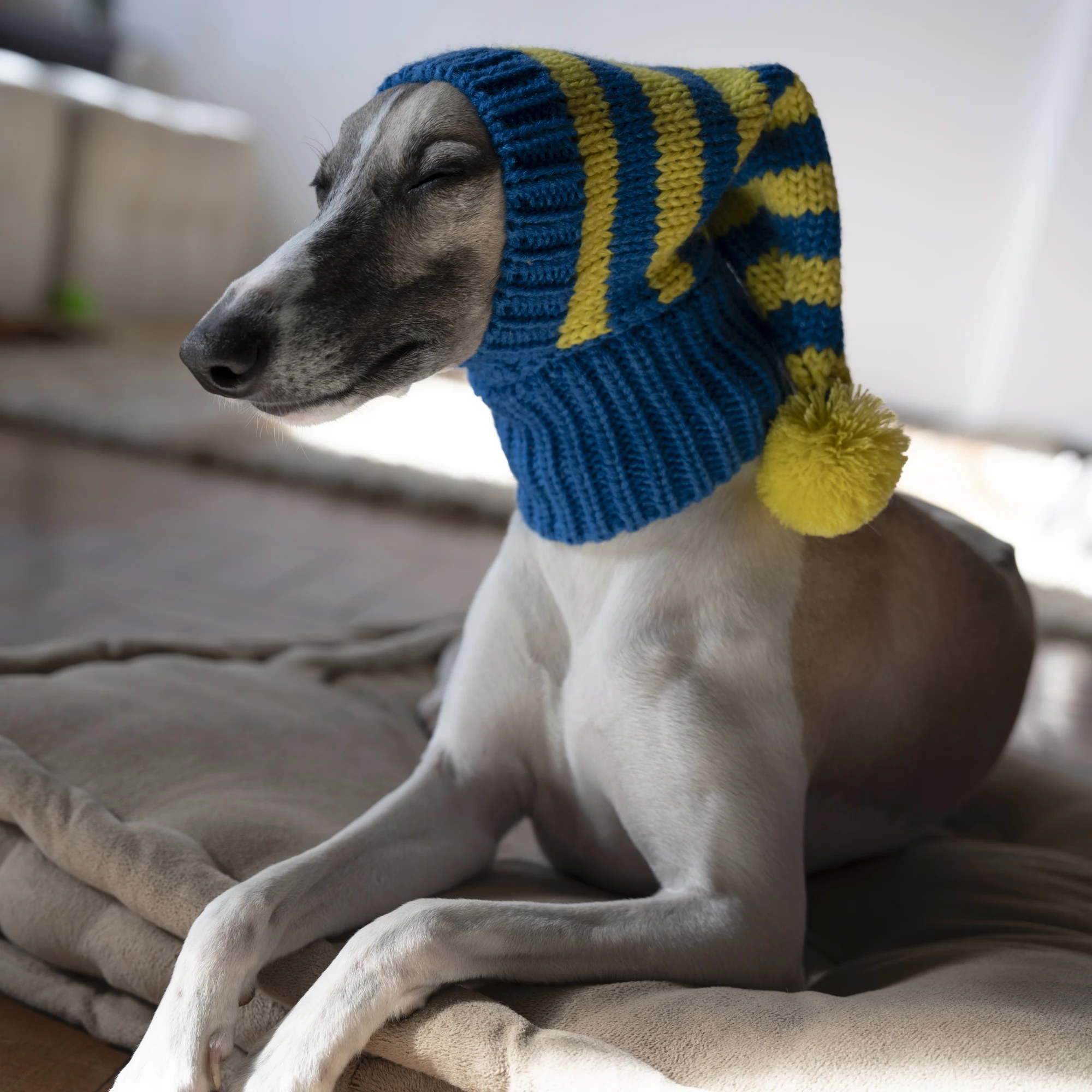 Whippet-Iggy Gorro de punto cálido para mascotas, rayas, galgo italiano, invierno