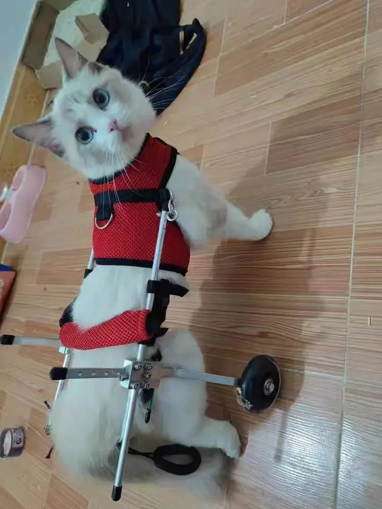 Vista posterior de la silla de movilidad para mascotas