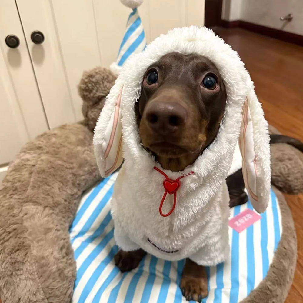 Traje de lana cálido para perros salchicha, cuello alto y mangas largas - imagen 2