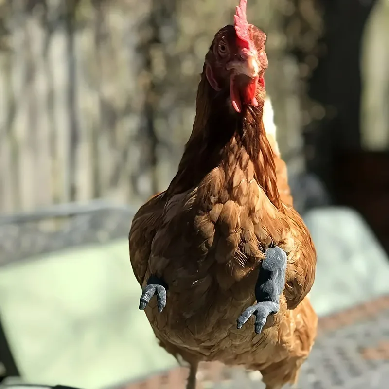 Nueva decoración de brazo de pollo, decoración de extremidades de pollo, parodia de dinosaurio, accesorios para mascotas, decoración de Manor de brazo de pollo - imagen 3