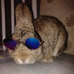 Gafas de sol para perros y gatos – Protección UV para mascotas